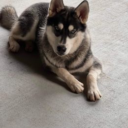 Siberian Husky Puppies from North Valley Huskies