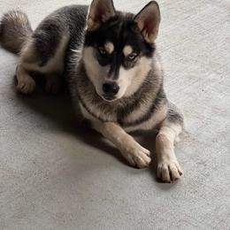 Siberian Husky Puppies from North Valley Huskies
