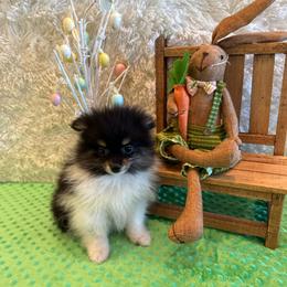 Finn - Black and tan parti male Pomeranian puppy in Success, Missouri from Sweet Success
