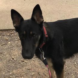 German Shepherds from Cregar German Shepherd Dogs