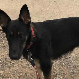 German Shepherds from Cregar German Shepherd Dogs