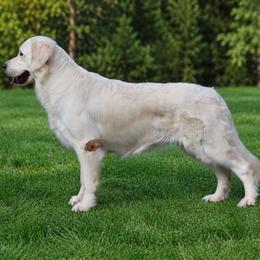 LeeLou - Golden Retriever