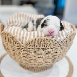 Snoopy - Blue merle male Bernedoodle puppy in Sulphur, Louisiana from Curly Q’s Of Carlyss