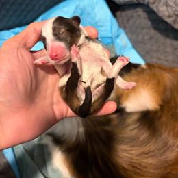 Boy 2 - White and sable male Shetland Sheepdog puppy in Greenwood, Indiana from Midwest Shelties
