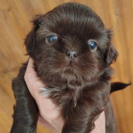 Abbie - now Cleo - Red female Shih Tzu puppy in Palmyra, New York from Karen's Tzus of Palmyra-Macedon