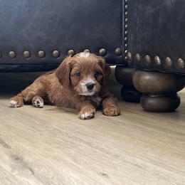 Goose - Red male Cavapoo puppy in Glendale, Arizona from Dashing Dogs