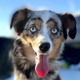 Maybe - Toy Australian Shepherd