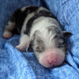 Girl 1 - Blue merle female Australian Shepherd puppy in Rhode Island from Ocean Cliff Aussies