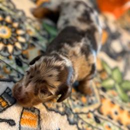 Kenzley - Dapple female Dachshund puppy in Staley, North Carolina from Langley Farms Dachshunds