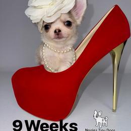 Margo 8,000 - Sable spotted white female Chihuahua puppy in Naples, Florida from Naples Tiny Dogs