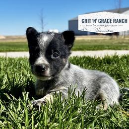 Australian Cattle Dog Puppies from Grit ‘n’ Grace Ranch