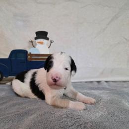 Confetti - Black and white male Sheepadoodle puppy in Weatherford, Texas from Oodles of poodles and doodles