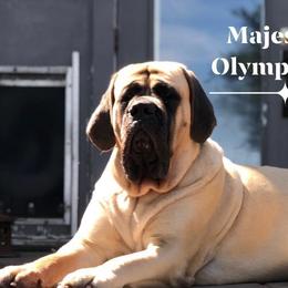 Olympia - Mastiff