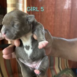 Girl 5 - female Staffordshire Bull Terrier puppy in Houston, Texas from Khaleesi Kennel