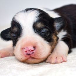 Riven - Black and tan male Pembroke Welsh Corgi puppy in San Antonio, Texas from Moxxi's Legacy Corgis