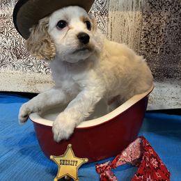 Cockapoo Puppies from Country J Canines
