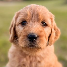 Petal - Red  Goldendoodle puppy in Amery, Wisconsin from Cornerstone Kennels