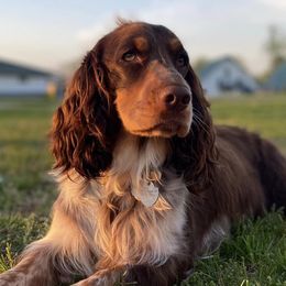 English Springer Spaniels from BlackRiver English Springer Spaniels