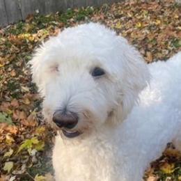Goldendoodles from Sunny Doodles