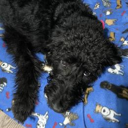 Goldendoodles from Rock Creek Kennels
