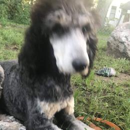 Major - Poodle