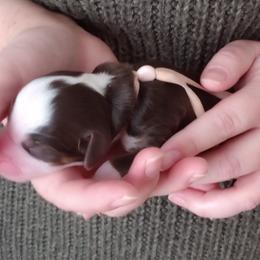 Reese - Brown and white female Bernedoodle puppy in Fairfield, Illinois from Positively Doodles