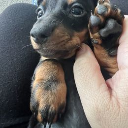 Dachshund Puppies from Phillian Family Mini Dachshunds