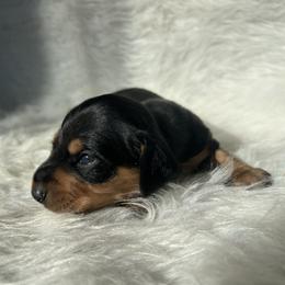 Bo - Black and tan male Dachshund puppy in Spicer, Minnesota from Arrow Valley