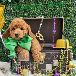 Blossom's Green Boy - Red  male Goldendoodle puppy in Kountze, Texas from Texas Doodles LLC