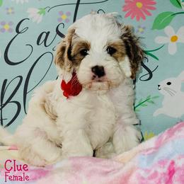 Clue - Red female Australian Labradoodle puppy in Beecher, Illinois from Erica’s Doodles