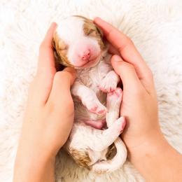 Mr Green - Parti male Goldendoodle puppy in Kissimmee, Florida from Poodle Doodle Kennels
