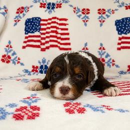 Jasmine - female Australian Mountain Doodle puppy in Temecula, California from Country Hills Doodles