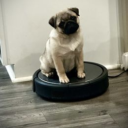 Pug Puppies from Triptych Kennels