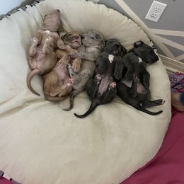 Great Dane and Yorkshire Terrier Puppies from Graham’s Danes