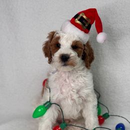 Salem - Parti male Goldendoodle puppy in Williamson, New York from Lakeside Doodles