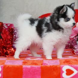 Pomsky, Rottweiler, Shetland Sheepdog, and Toy Shetland Sheepdog Puppies from Mountain High Kennels