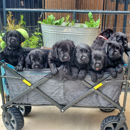 Labrador Retriever Puppies from Labs4Ever Labradors