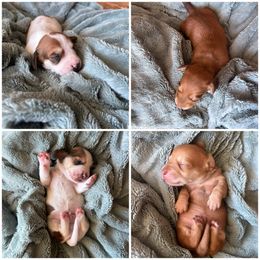 Dachshund puppies from De’s Doxies