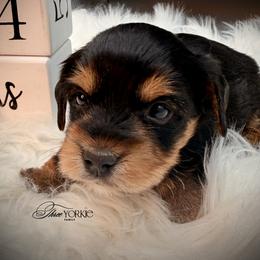 Standard girl - Black and tan female Yorkshire Terrier puppy in Machesney Park, Illinois from Three Yorkie Family