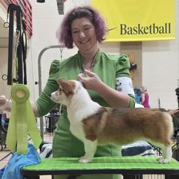 Lute - Pembroke Welsh Corgi