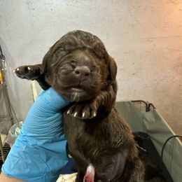 Boy 1 - Brown Newfoundland puppy in Tully, New York from Bear Paw Newfoundlands
