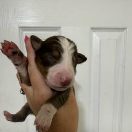 Jo - Red tri-color female Australian Shepherd puppy in Four Oaks, North Carolina from RoseWest Farms