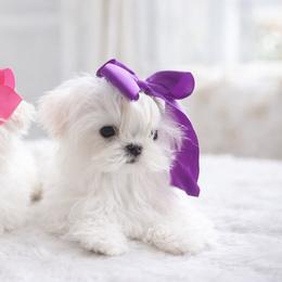 Chihuahuas, Maltese, Poodles, and Yorkshire Terriers from Natalias Tiny Chihuahuas