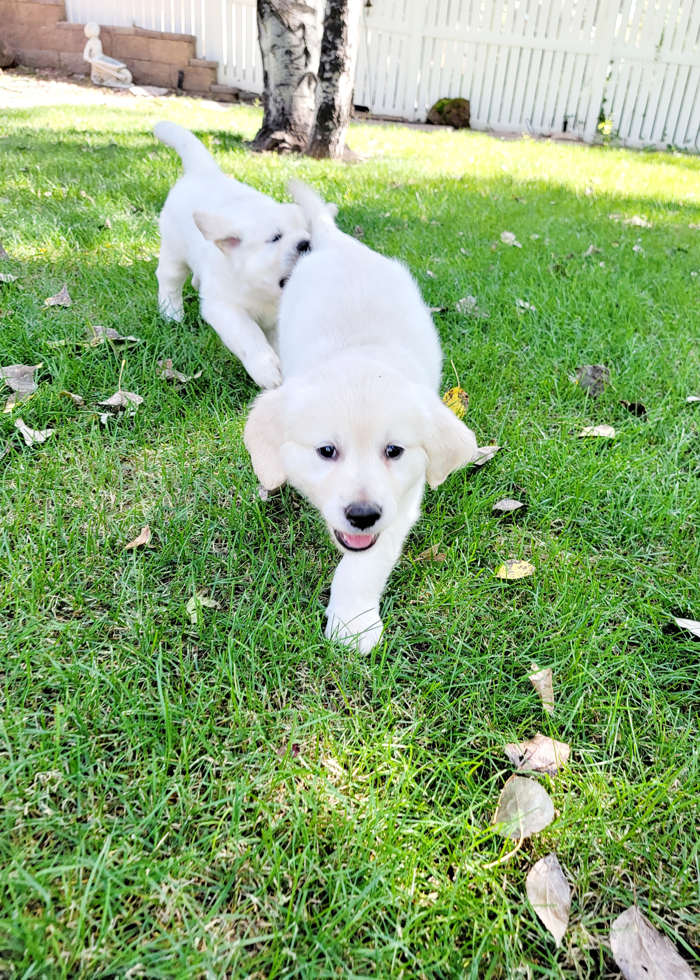 Golden Retriever Puppies from Davidson's Goldens