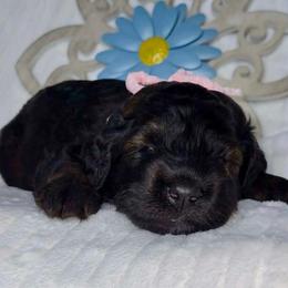 Dragonfly - Black female Goldendoodle puppy in Beecher, Illinois from Erica’s Doodles