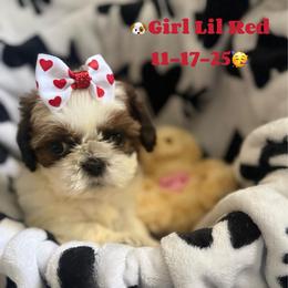 Lil Red - Red and white female Shih Tzu puppy in Oak Hills, California from High Desert  Shih Tzu