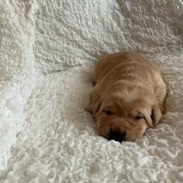 Bear - Yellow male Labrador Retriever puppy in Princess Anne, Maryland from Little Farm