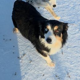 Billie - Australian Shepherd