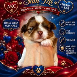 Red and white - Red and white male Shih Tzu puppy in Dallas, Texas from Almost Heaven Shih Tzu