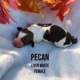 Pecan - Liver and white female English Springer Spaniel puppy in Uvalda, Georgia from Willow Creek Farms